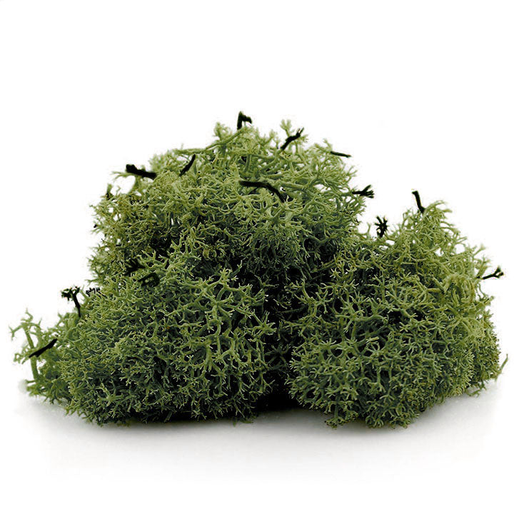 Iszlandi moha 12 g – Zöld
