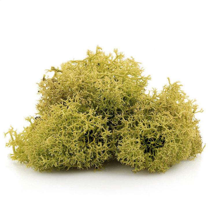 Iszlandi moha 12 g