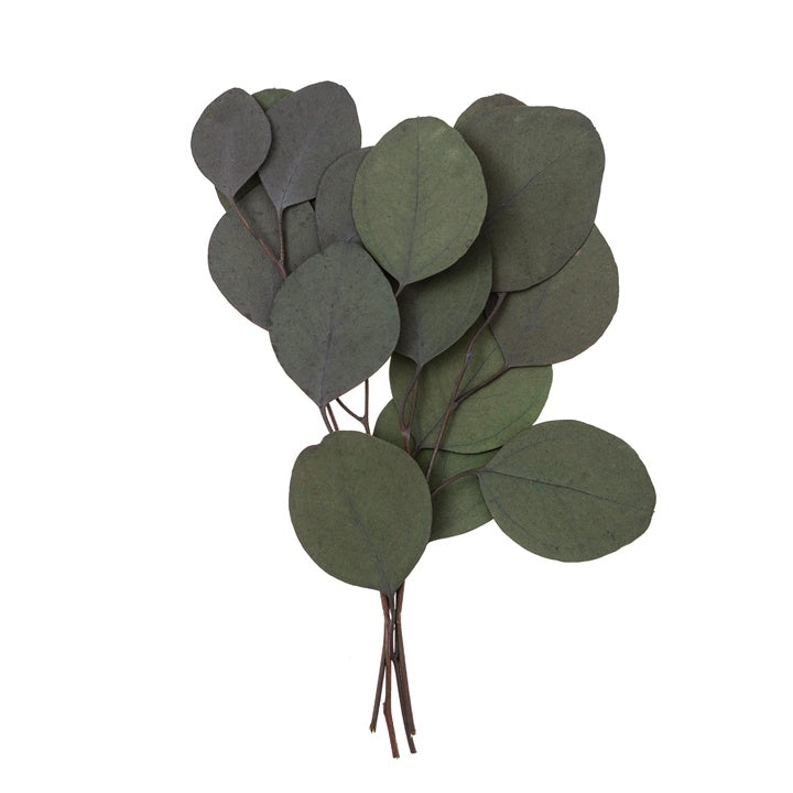 Stabilizált Eukaliptusz Populus - Zöld / 4 szál, 20 cm (1)