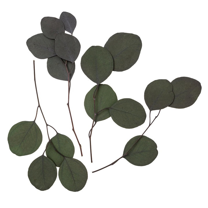 Stabilizált Eukaliptusz Populus - Zöld / 4 szál, 20 cm (2)
