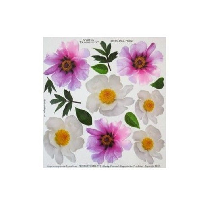 Termofólia a sospeso trasparente technikához 23x24 cm Peony